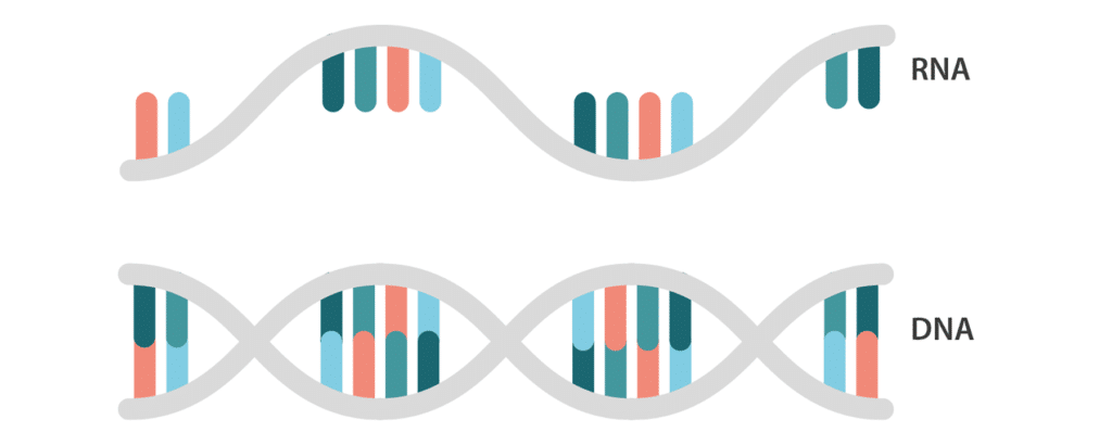 DNA和RNA